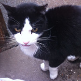 Montague, from Kirkby Cats Home, Nottingham, homed through Cat Chat