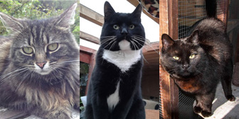 Rosa, Bill & Heather from Burton Joyce Cat Welfare and Kirkby Cats Home, Nottingham, homed through Cat Chat