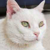 Snowball from Wonky Pets Rescue, Northampton, homed through Cat Chat