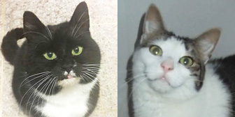 Jan, Sally and more from Burton Joyce Cat Welfare, Nottingham, homed through Cat Chat