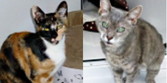 Penny, Misty & more, from Thanet Cat Club, Broadstairs, homed through Cat Chat