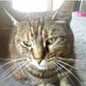 June, from Maesteg Animal Welfare Society, Bridgend, homed through Cat Chat