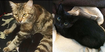 Molly & Lucy from All Animal Rescue, homed through Cat Chat