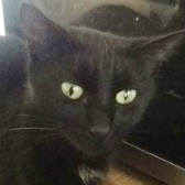   Millie from Grendon Cat Shelter, Atherstone, homed through Cat Chat