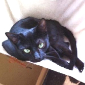 Rochelle from Cat Action Trust 1977 - Doncaster South, Doncaster, homed through Cat Chat