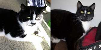 Dandelion & Arabis, from Rolvenden Cat Rescue, Kent, homed through Cat Chat