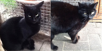 Penny & Millie, from Grendon Cat Shelter, Atherstone, homed through Cat Chat