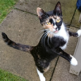 Calypso from Second Chance Cat Rescue, Biggar, homed through Cat Chat