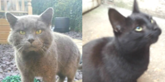 Earl & Morrison from Burton Joyce Cat Welface (& Kirkby Cats Home), Nottingham, homed through Cat Chat