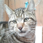 Harper from Kirkby Cats Home, Nottingham, homed through Cat Chat