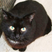 Milo, from Burton Upon Stather Cat Rescue, Scunthorpe, homed through Cat Chat