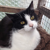 Susie, from Kirkby Cats Home, Nottingham, homed through Cat Chat