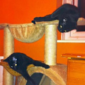 Wispa & Wynter, from 8 Lives Cat Rescue, Sheffield, homed through Cat Chat