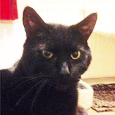 Cracker from Canino Animal Rescue, Northampton, homed through Cat Chat