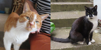 Rescue cats Felos and Barnet from Tails Animal Rescue Northwich, Cheshire, homed through Cat Chat