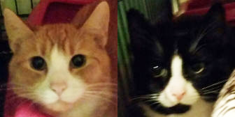 Teddy & Buttons from Rugeley Cats Society, rehomed through CatChat