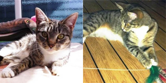 Yoko and Yasmin, from Eight Lives Cat Rescue, Sheffield, homed through Cat Chat
