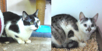 Waffle & Mimi from Marjorie Nash Cat Rescue, Amersham, homed through Cat Chat
