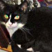 Tom, from Furballs Rescue, Camberley, homed through Cat Chat