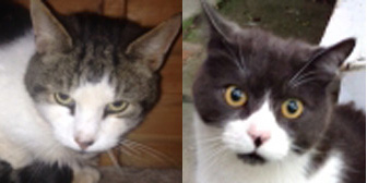 Charlie & Rocky/Felix, from Maesteg Animal Welfare Society, Bridgend, homed through Cat Chat