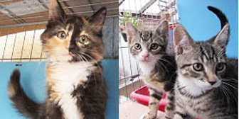Jez, Dave & Cilla, from Ann & Bill's Cat & Kitten Rescue, Hornchurch, homed through Cat Chat