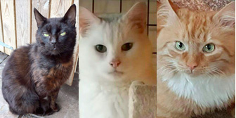 Nando, Samson & Bertie, from Rugeley Cats Society, Rugeley, homed through Cat Chat