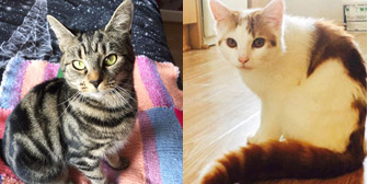 Cleo & Biscuit, from All for the Love of Paws, West Bromwich, homed through Cat Chat