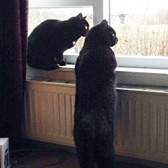 Milo & Jess, from Cat Concern, Glasgow homed through Cat Chat