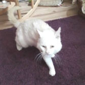 Chalky from Burton Joyce Cat Welfare (& Kirkby Cats Home), Nottingham, homed through Cat Chat