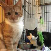 Fred & Kenny from Canino Animal Rescue, Northampton, homed through Cat Chat