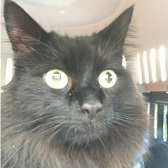 Frodo from Cats Protection, Harlow, homed through Cat Chat