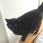  Gucci from Nuneaton and Hinckley Cats in Need, Hinkley, homed through Cat Chat