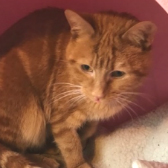 Jim from Maesteg Animal Welfare Society, Bridgend, homed through Cat Chat