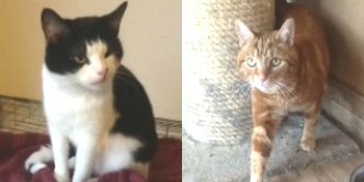 Julie & Brian from Grendon Cat Shelter, Atherstone, homed through Cat Chat