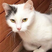 Millie, from All for the Love of Paws, West Bromwich, homed through Cat Chat