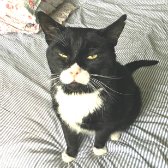 Olly from Stokey Cats & Dogs, Hackney, homed through Cat Chat