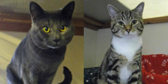 Dusty & Rusty from National Animal Welfare Trust - Thurrock, Essex, homed through Cat Chat
