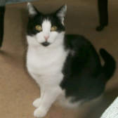 Tia from Burton Joyce Cat Welfare, Nottingham, homed through Cat Chat
