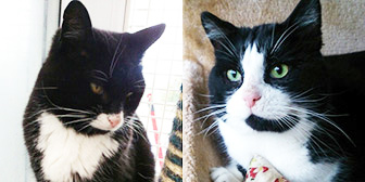 Toni & Dom, from Somerset and Dorset Animal Rescue, Wincanton, homed through Cat Chat