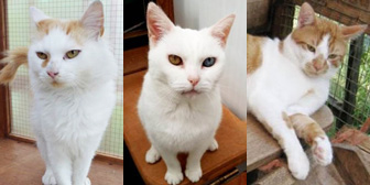 Baden, Cleo & Henry, from Rolvenden Cat Rescue, Kent, homed through Cat Chat