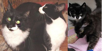 Bamber, Barney, Jack & Jill, from Ann & Bill’s Cat & Kitten Rescue, Hornchurch, homed through Cat Chat