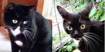 Betty & Lilly, from Maesteg Animal Welfare Society, homed through Cat Chat