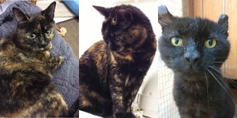 Ida, Isobel & Denzil, from Burton Joyce Cat Welfare and Kirkby Cats Home, Nottingham, homed through Cat Chat
