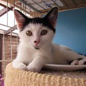 Lucy Locket, from Ann & Bill’s Cat & Kitten Rescue, Hornchurch, homed through Cat Chat