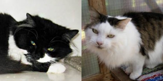 Lola & Ramus, from Rolvenden Cat Rescue, Kent, homed through Cat Chat