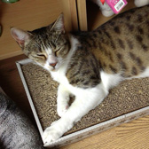 Maisie, from Feline Cat Rescue, Luton, homed through Cat Chat