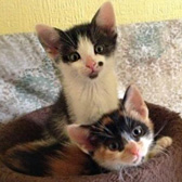 Pebbles and BamBam, from Cat Action Trust 1977 Ayrshire, Kilmarnock, homed through Cat Chat