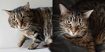 Tilly & Cherry, from Kingsdown Cat Sanctuary, Deal, homed through Cat Chat