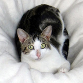 Kevin, from National Animal Welfare Trust, Thurrock, homed through Cat Chat