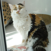 Kioni, from Thanet Cat Club, Broadstairs, homed through Cat Chat